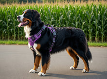 Afbeelding in Gallery-weergave laden, Anti-Trek Hondenharnas – Comfort & Controle