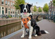 Afbeelding in Gallery-weergave laden, Anti-Trek Hondenharnas – Comfort & Controle