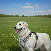Afbeelding in Gallery-weergave laden, Anti-Trek Hondenharnas – Comfort &amp; Controle
